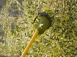 Peigne Vibreur électrique à Batterie Oliviero Synthesis Perche Fixe En Aluminium 180 Cm 33 Peigne Vibreur électrique à Batterie Oliviero Synthesis Perche Fixe En Aluminium 180 Cm -Outils De Jardin peigne vibreur lectrique batterie oliviero synthesis perche fixe en aluminium 180 cm peigne vibreur batterie oliviero synthesis 7817 0 1443519420 oliviero syntesis in azione